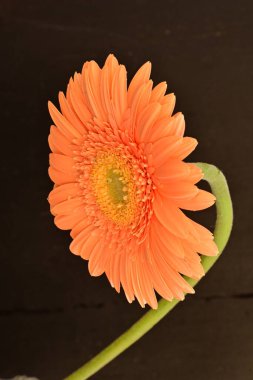 Koyu arkaplanda güzel Gerbera çiçeği 