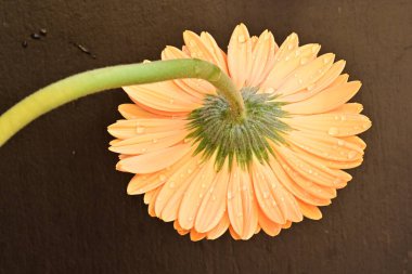 Koyu arkaplanda güzel Gerbera çiçeği 