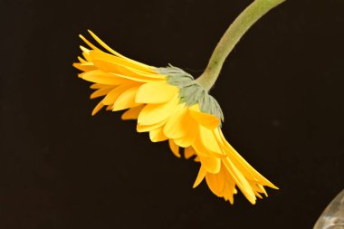 Siyah arka planda sarı Gerbera çiçeğine yakın dur. 