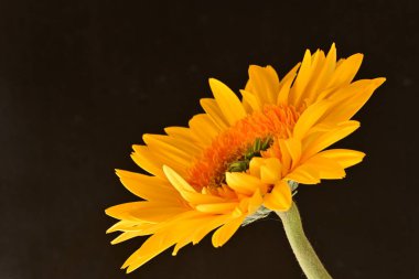 Siyah arka planda sarı Gerbera çiçeğine yakın dur. 