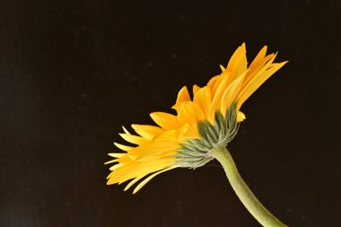 Siyah arka planda sarı Gerbera çiçeğine yakın dur. 