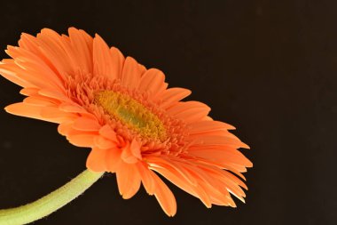 Siyah arka planda sarı Gerbera çiçeğine yakın dur. 