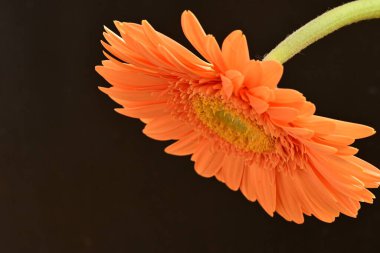 Siyah arka planda sarı Gerbera çiçeğine yakın dur. 