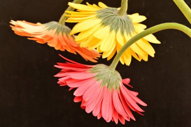 Bahçedeki güzel Gerbera çiçekleri