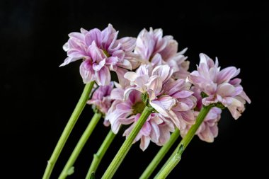 close up chrysanthemum flowers on a dark background