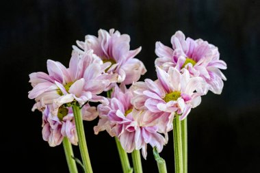 close up chrysanthemum flowers on a dark background