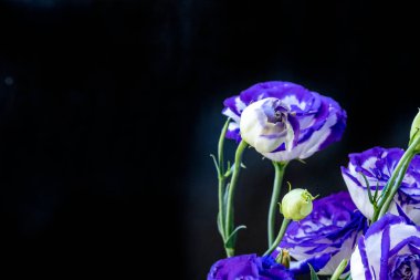 Koyu arkaplanda güzel çiçekler, yaz konsepti, yakın görüş             