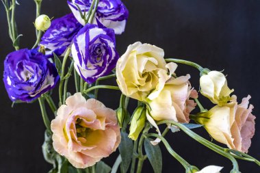 Güzel, narin çiçeklerin, doğal duvar kağıtlarının manzarasını kapat.         