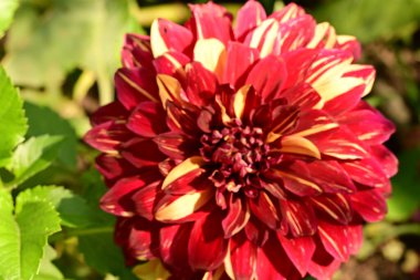 Doğada güzel çiçek, doğada bitki. 