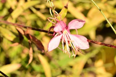 Doğada güzel çiçek, doğada bitki. 
