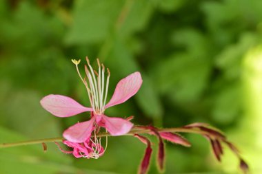 Doğada güzel çiçek, doğada bitki. 