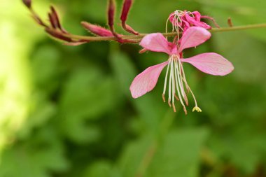 Doğada güzel çiçek, doğada bitki. 