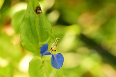 Doğada güzel çiçek, doğada bitki. 