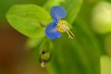 Doğada güzel çiçek, doğada bitki. 