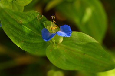 Doğada güzel çiçek, doğada bitki. 