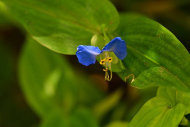 Doğada güzel çiçek, doğada bitki. 