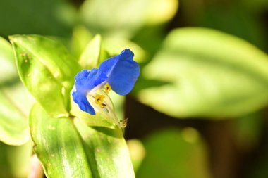 Doğada güzel çiçek, doğada bitki. 