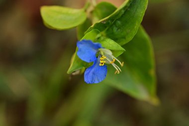 Güzel narin çiçeğin yakın görüntüsü, çiçek konsepti