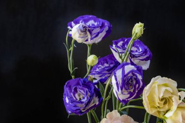 Koyu arkaplanda bir buket taze Eustoma çiçeği