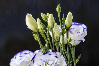 Güzel, narin çiçeklerin, doğal duvar kağıtlarının manzarasını kapat.       