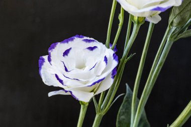 Koyu arkaplanda bir buket taze Eustoma çiçeği