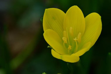 Bahçedeki güzel sarı çiçek