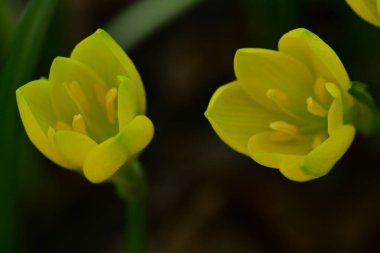 Bahçedeki sarı çiçekler 