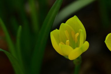 Bahçedeki güzel sarı çiçekler