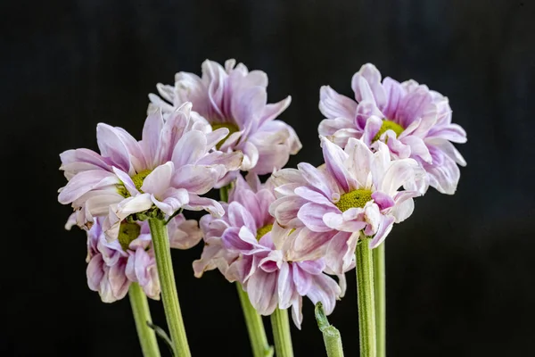 close up chrysanthemum flowers on a dark background