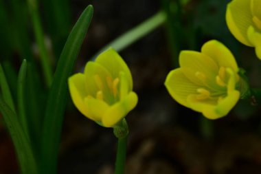 Bahçedeki güzel çiçekler
