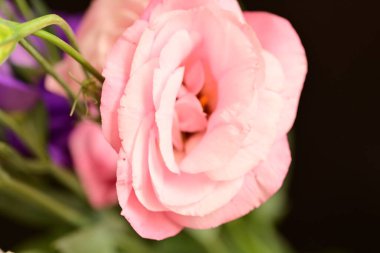 Güzel Eustoma çiçekleri kapatın 