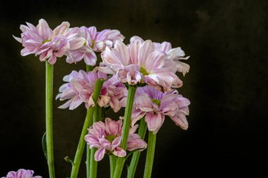 Siyah arka planda güzel bahar çiçekleri.