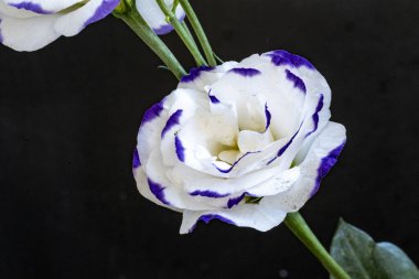 Güzel Eustoma çiçekleri kapatın 