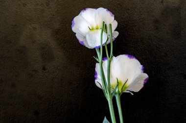 Güzel Eustoma çiçekleri kapatın 