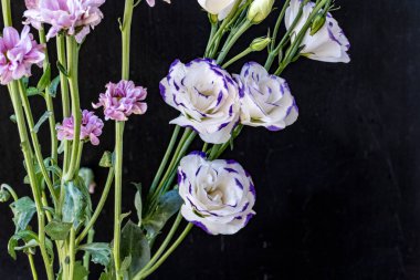 Güzel Eustoma çiçekleri kapatın 