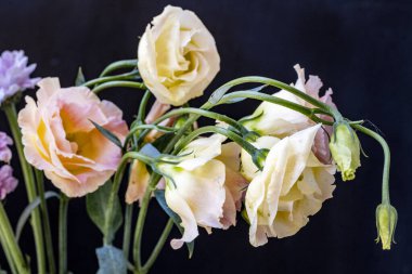 Güzel Eustoma çiçekleri kapatın 