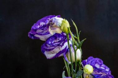 Güzel Eustoma çiçekleri kapatın 