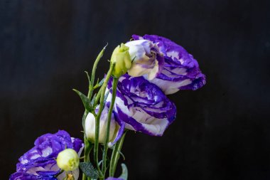 Güzel Eustoma çiçekleri kapatın 