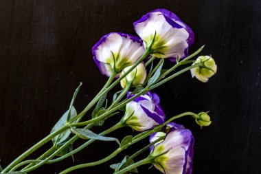 Güzel Eustoma çiçekleri kapatın 