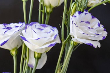 Güzel Eustoma çiçekleri kapatın 