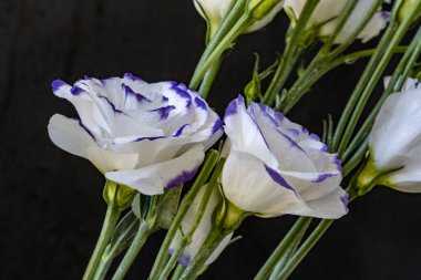 Güzel Eustoma çiçekleri kapatın 