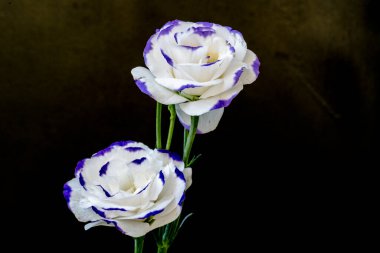 Güzel Eustoma çiçekleri kapatın 