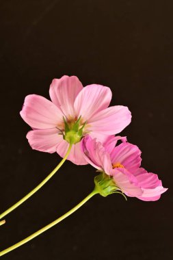 Güzel cosmos çiçek yakın