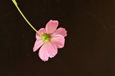 Güzel cosmos çiçek yakın