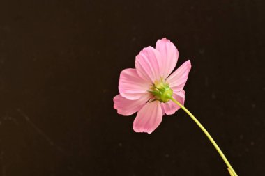 Güzel cosmos çiçek yakın