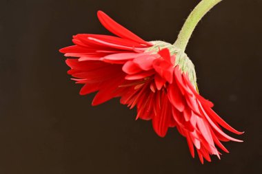 kırmızı gerbera çiçeği siyah renge yakın