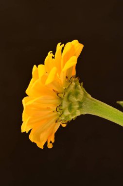 Siyah arkaplanda turuncu takvim 