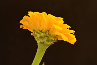 Siyah arkaplanda turuncu takvim 