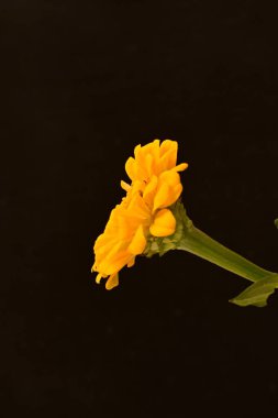 Siyah arkaplanda turuncu takvim 