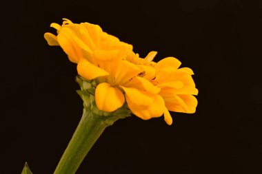 Siyah arkaplanda turuncu takvim 